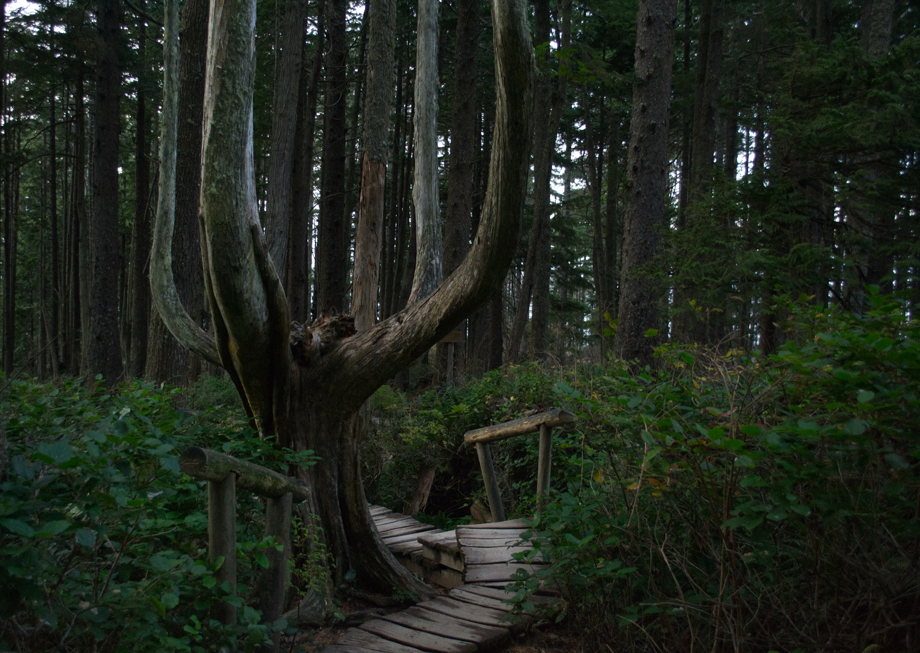 Boardwalk trail through a mossy forest