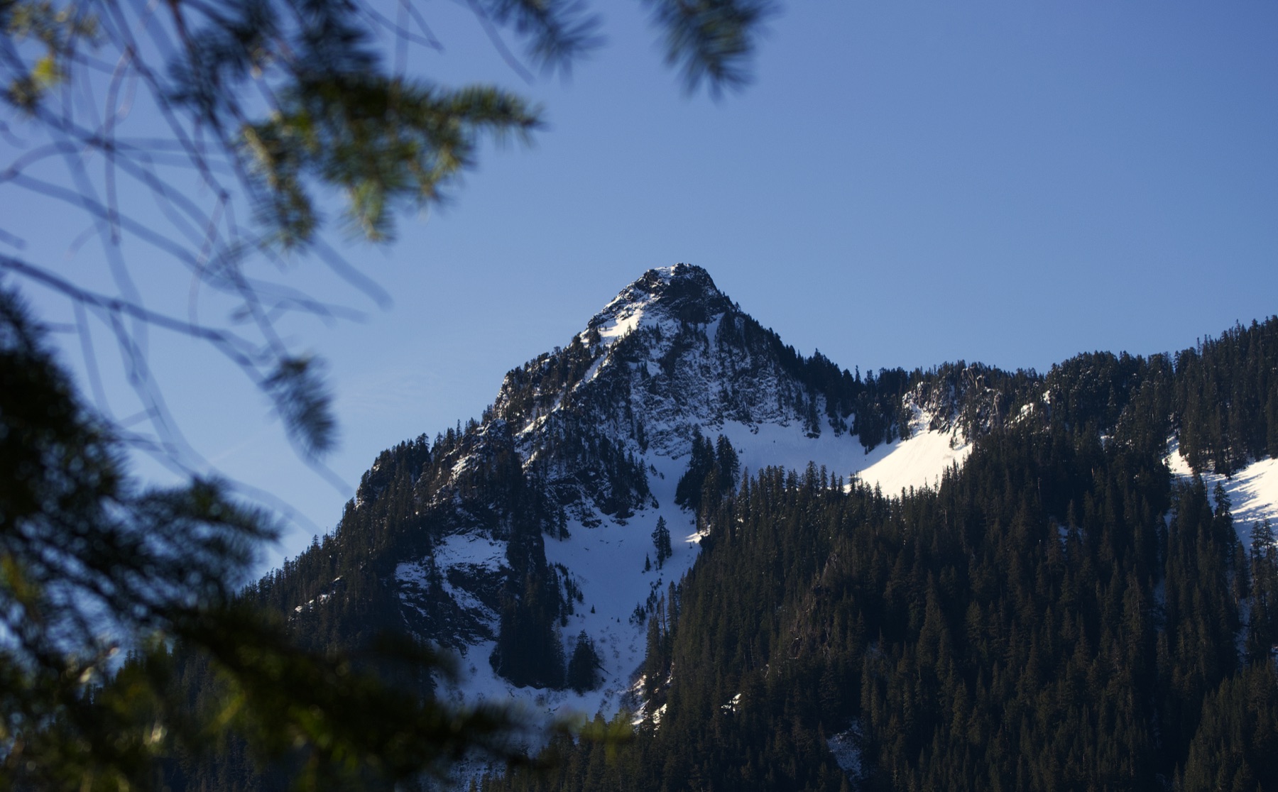 Snowy mountain peak framed by pine branches