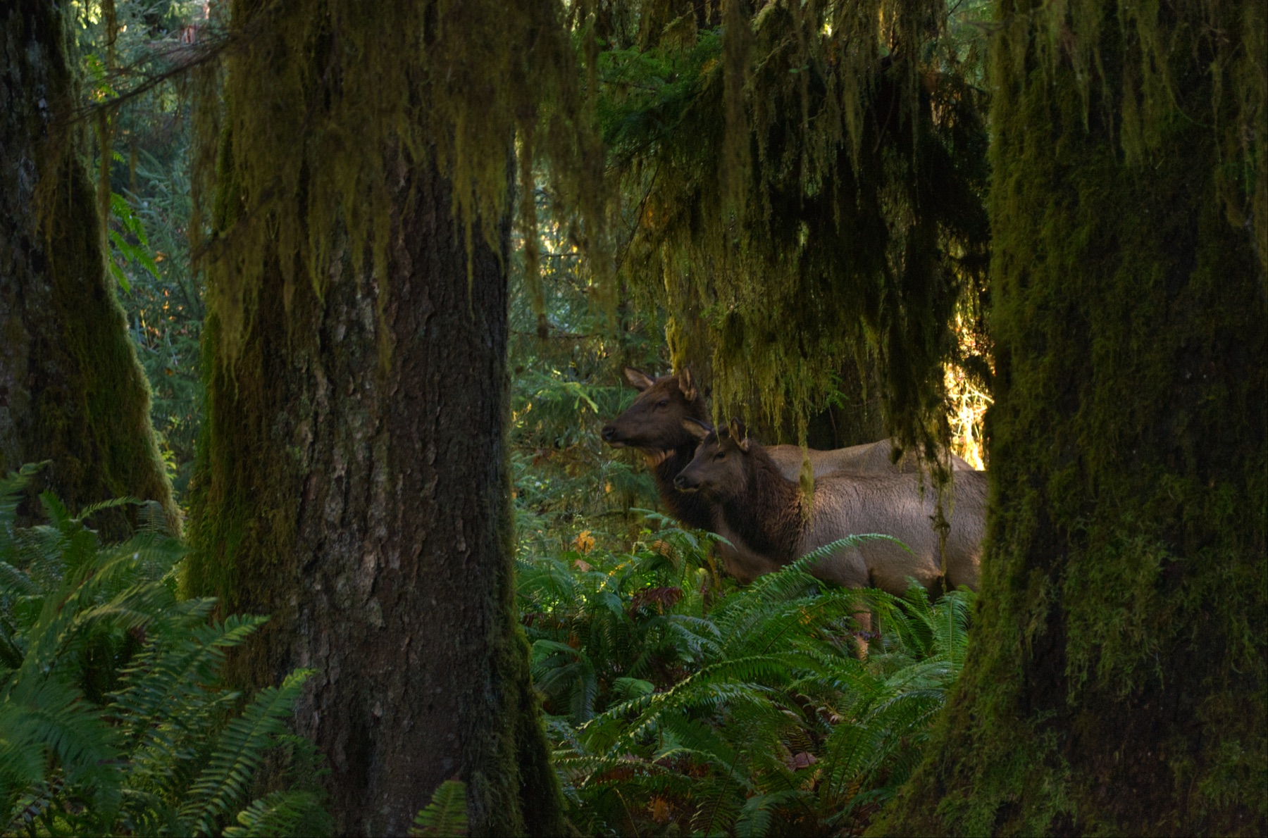 Elk in a mossy forest
