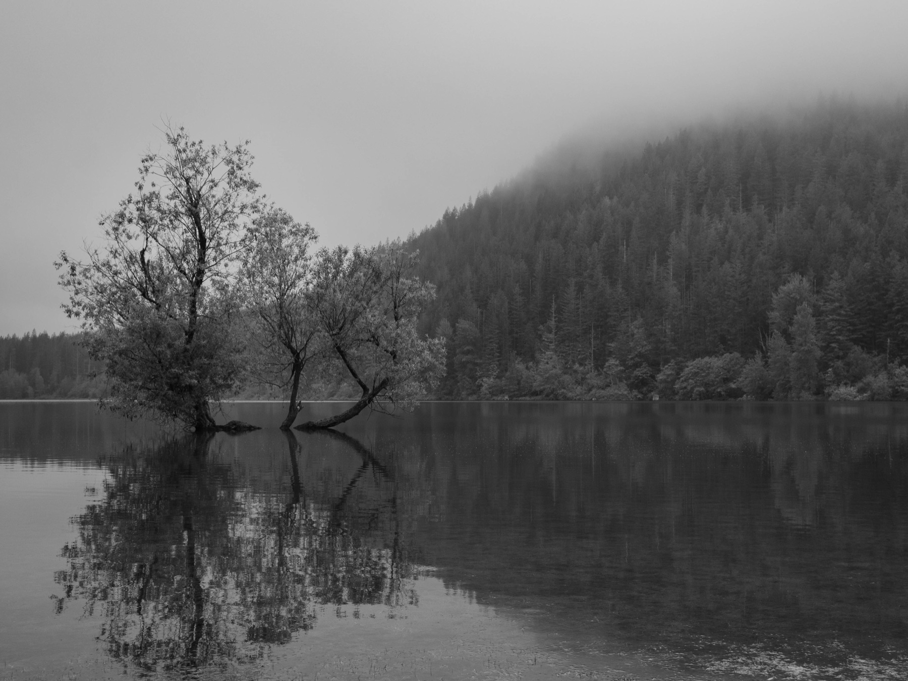Lone tree on a small island, black and white