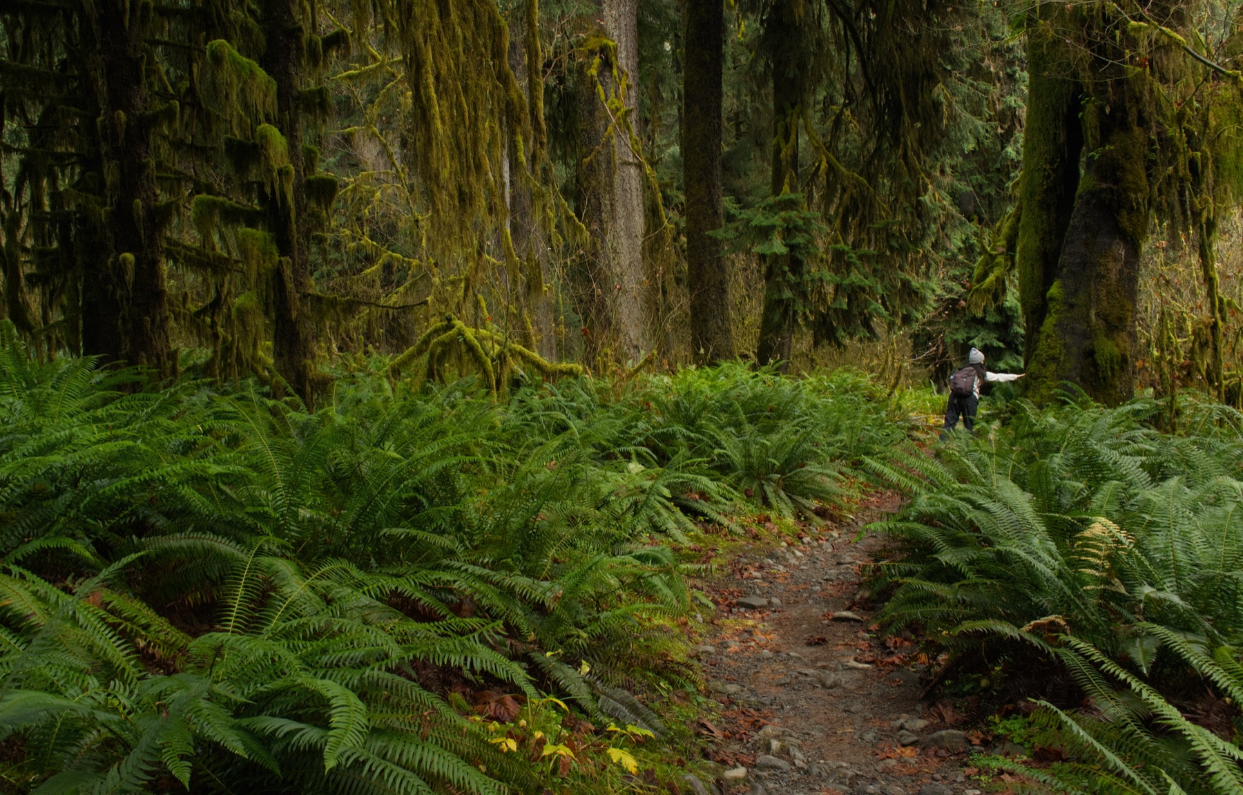 Fern-lined forest path